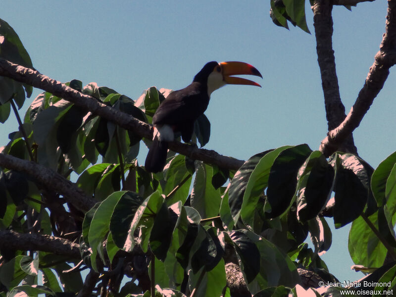 Toucan toco