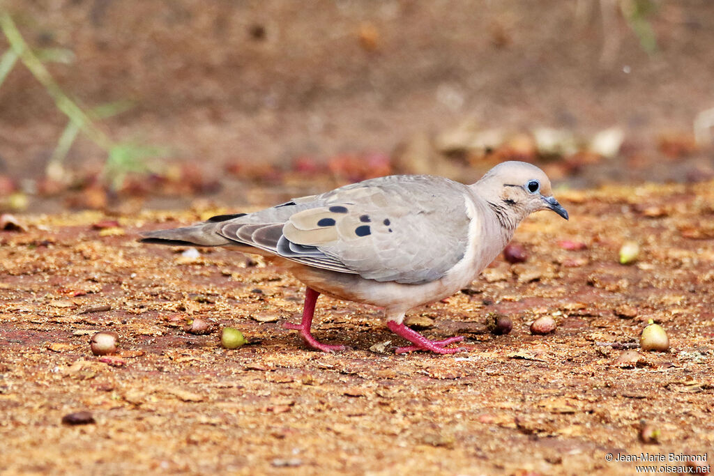 Tourterelle oreillarde