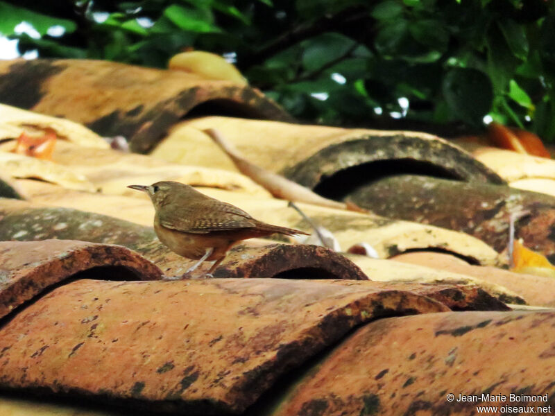 Southern House Wren