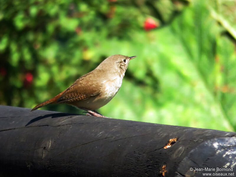 Southern House Wren