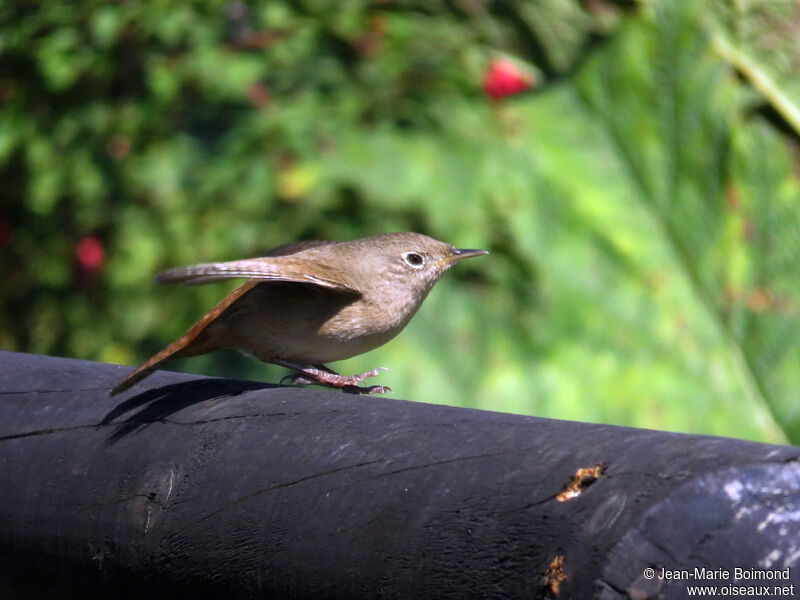 Southern House Wren