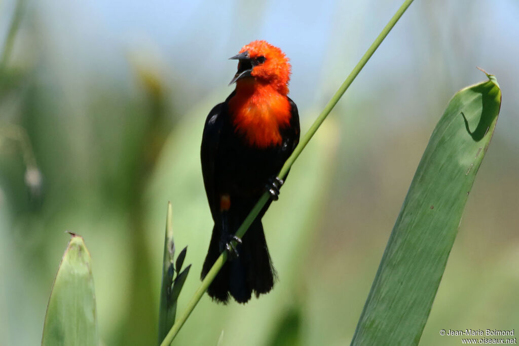 Troupiale à tête rouge - Carouge à tête rouge<br />adulte