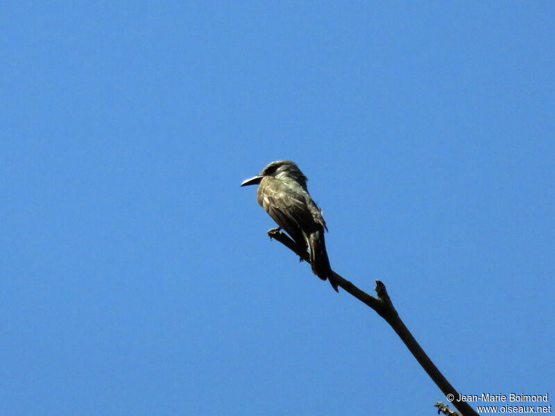 Tropical Kingbird