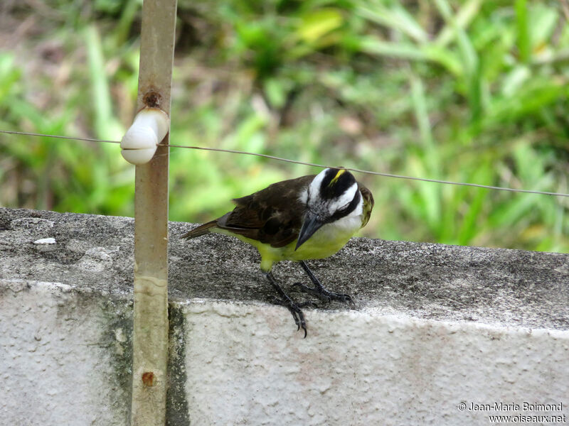 Great Kiskadee