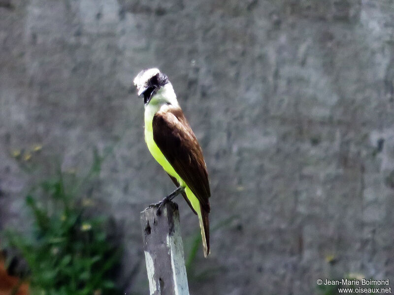 Great Kiskadee