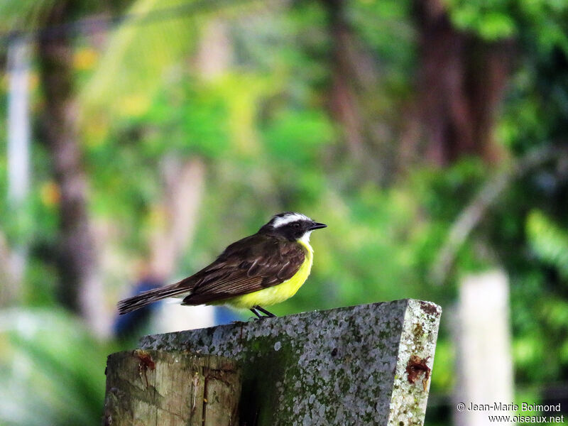 Social Flycatcher