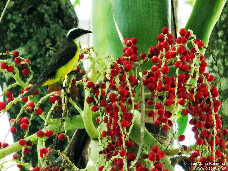 Social Flycatcher