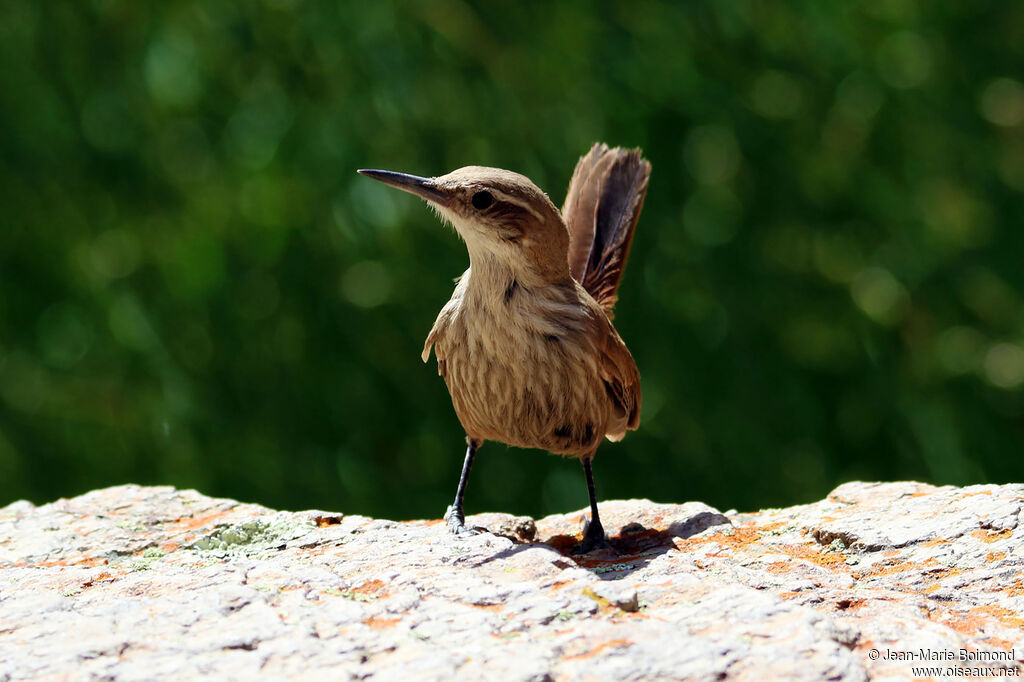 Upucerthie à bec droit