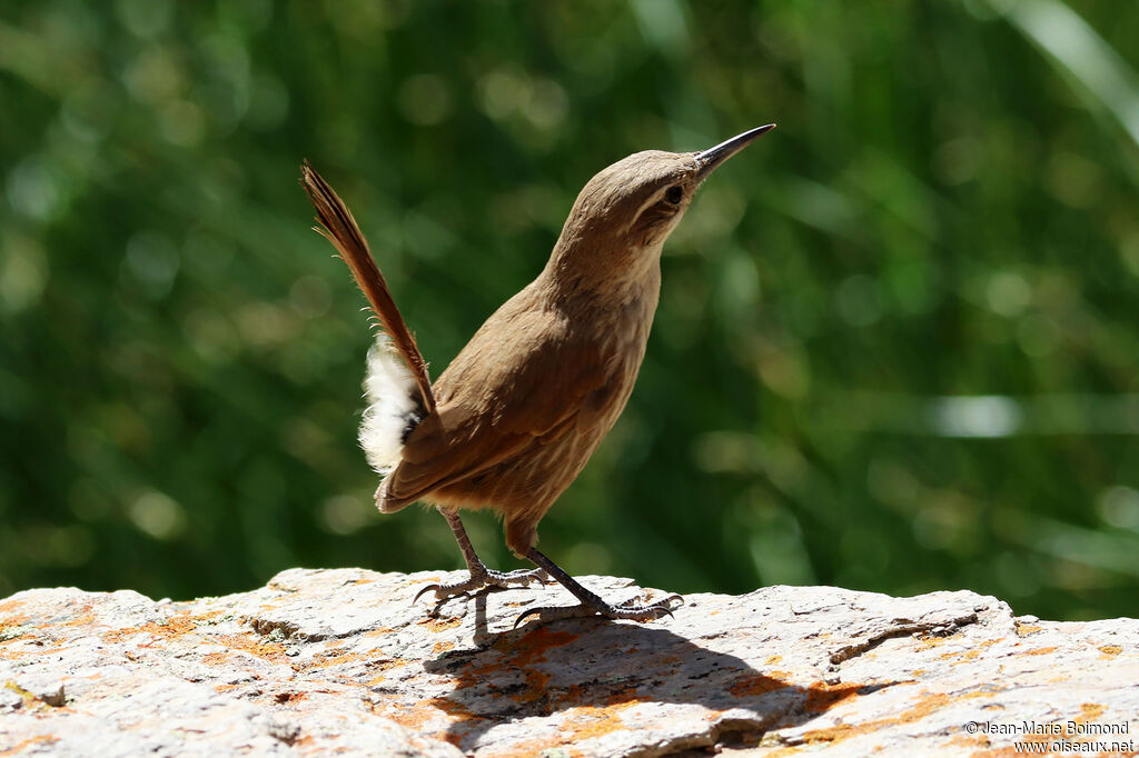 Upucerthie à bec droit - Chilia de Meyen<br />