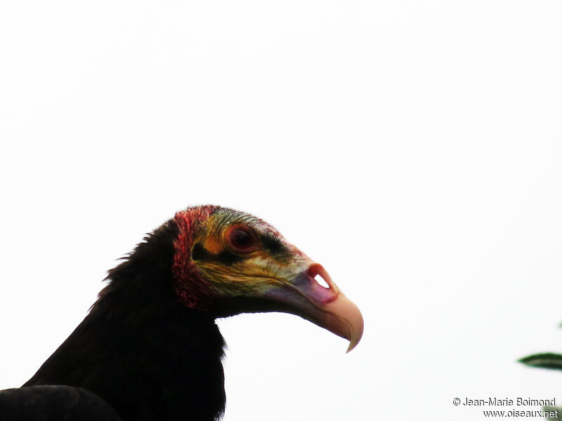 Lesser Yellow-headed Vulture