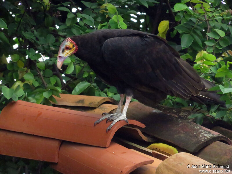 Lesser Yellow-headed Vulture