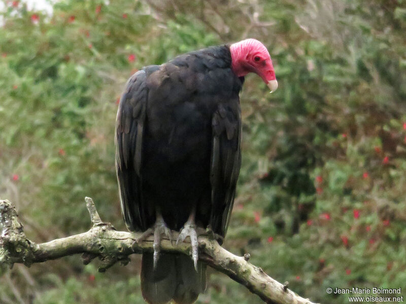 Urubu à tête rouge