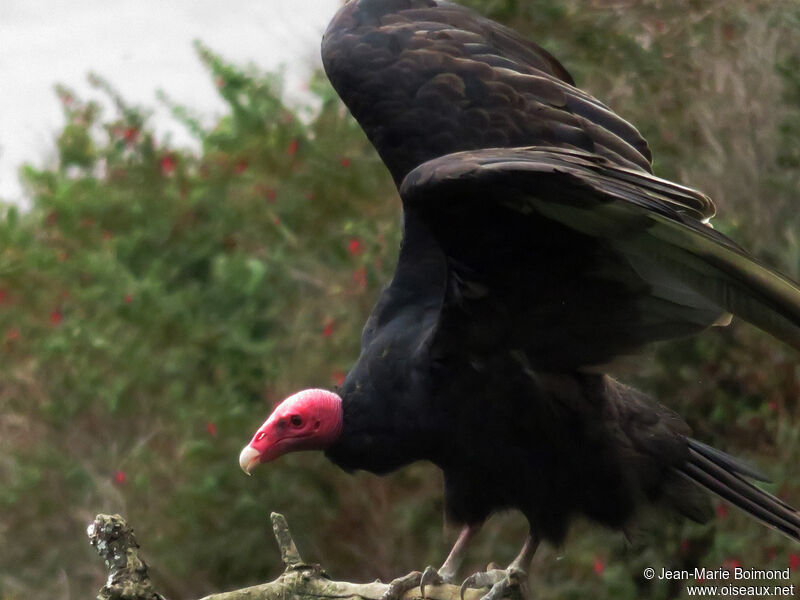 Urubu à tête rouge