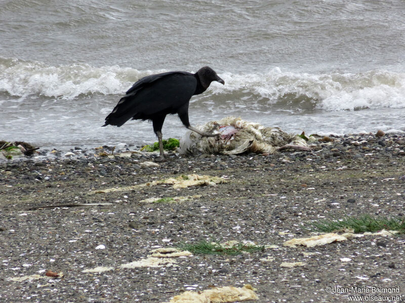 Black Vulture