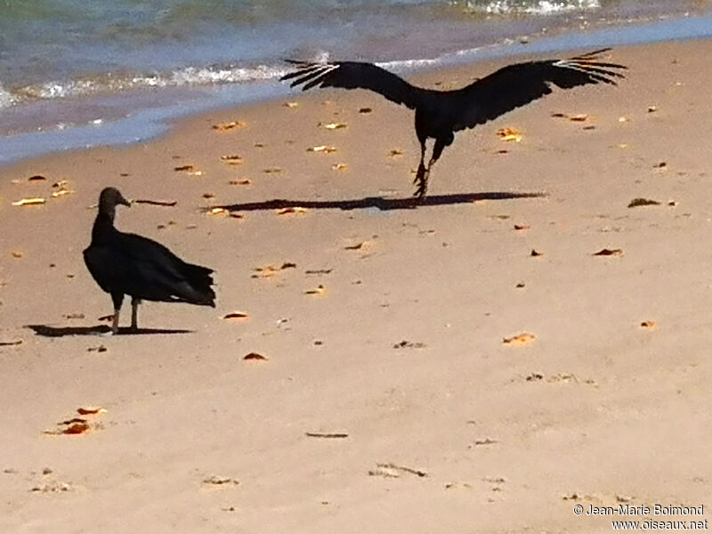 Black Vulture