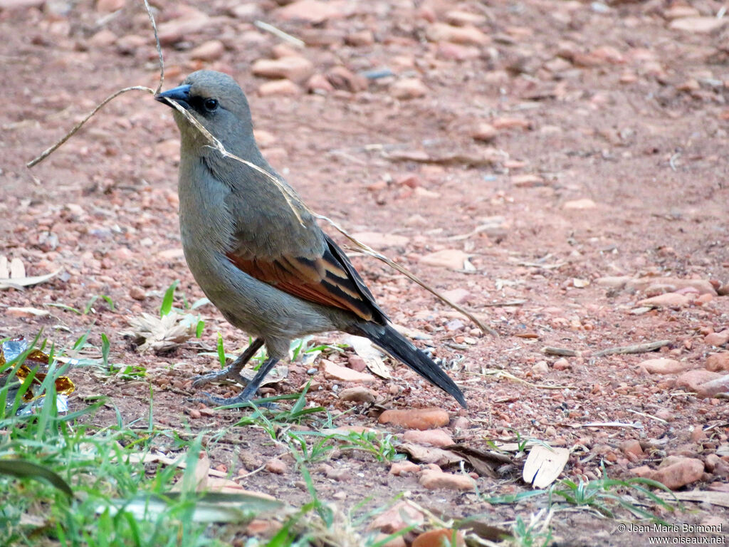 Vacher à ailes baies