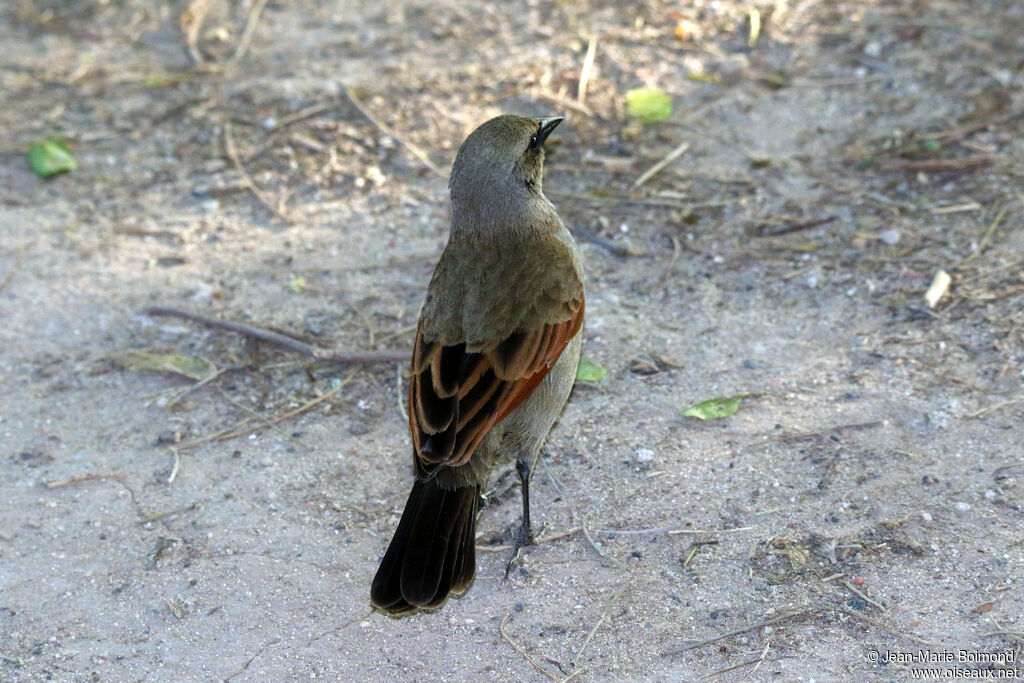 Vacher à ailes baies