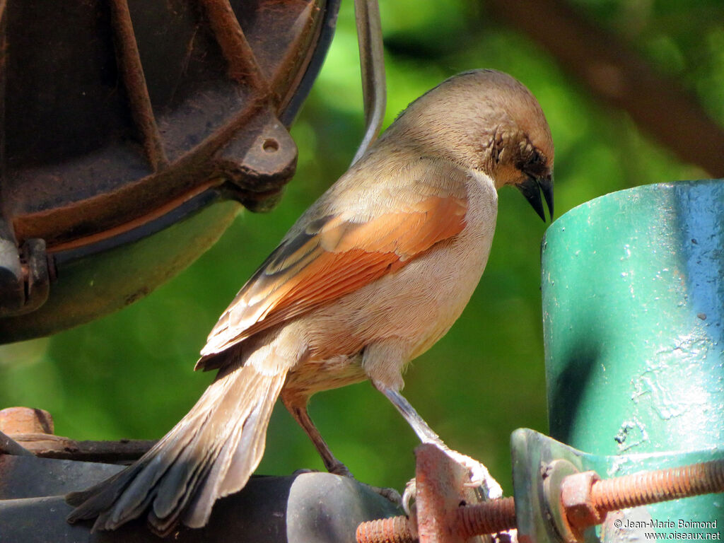 Vacher à ailes baies - Carouge à ailes baies<br />