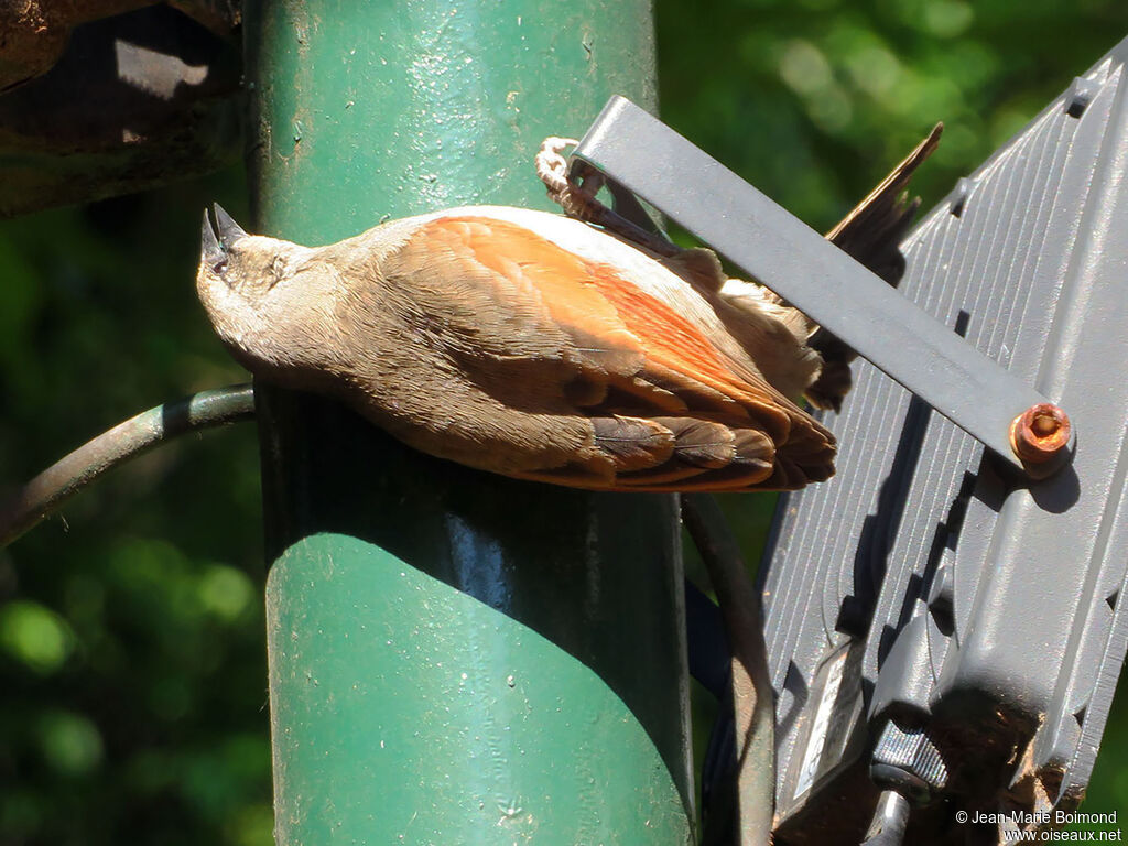 Vacher à ailes baies - Carouge à ailes baies<br />
