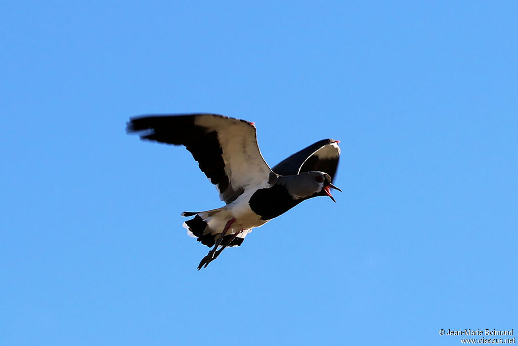 Southern Lapwing
