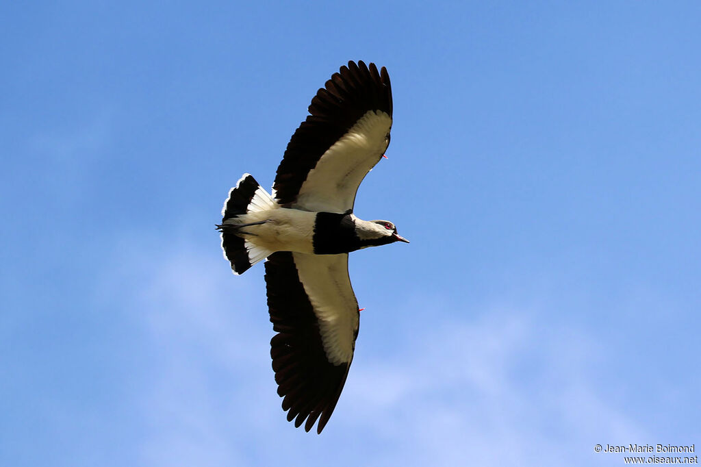 Southern Lapwing