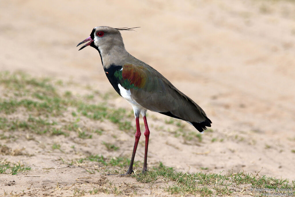 Southern Lapwing