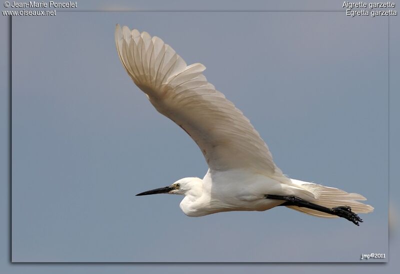 Aigrette garzette