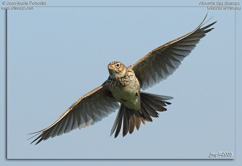 Eurasian Skylark