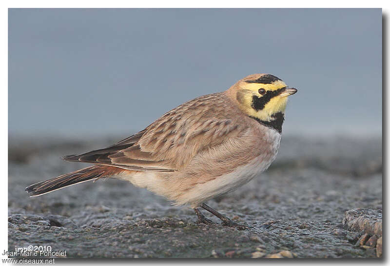 Horned Larkadult post breeding, identification