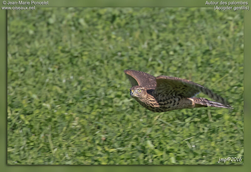 Eurasian Goshawkjuvenile