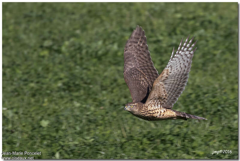 Eurasian Goshawkjuvenile, identification