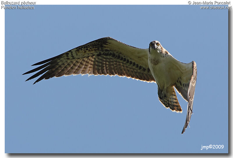 Osprey, identification