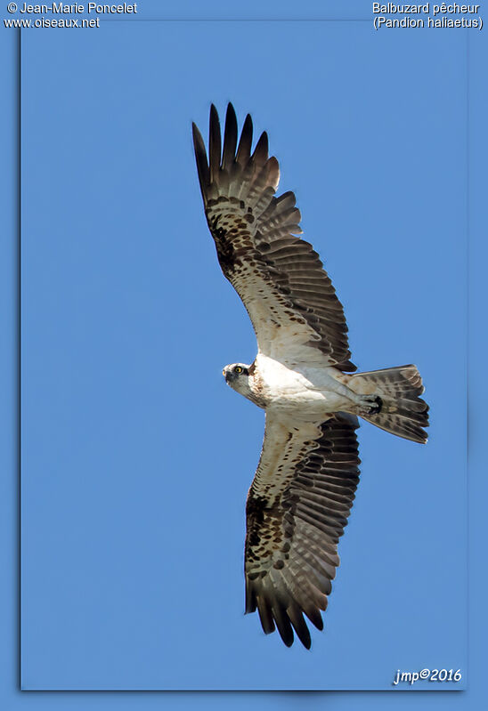 Balbuzard pêcheur