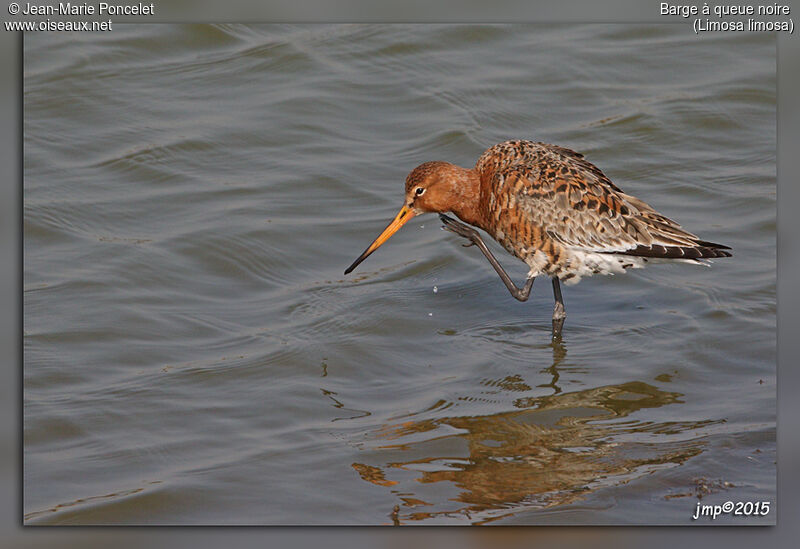 Black-tailed Godwit