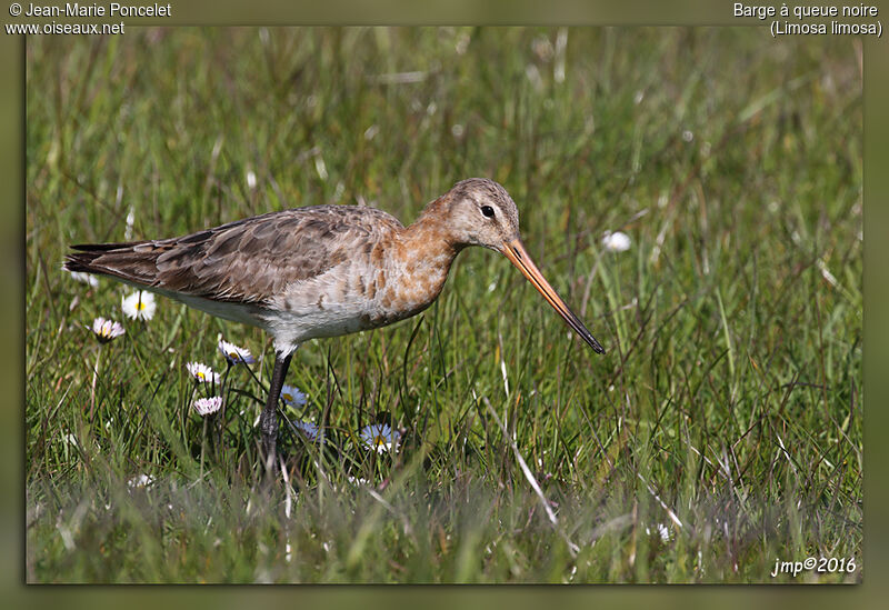 Black-tailed Godwit