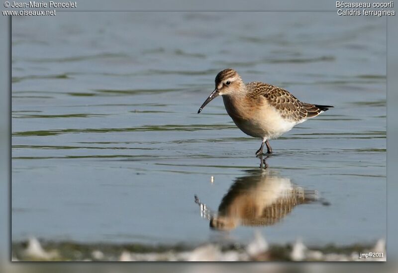 Curlew Sandpiper