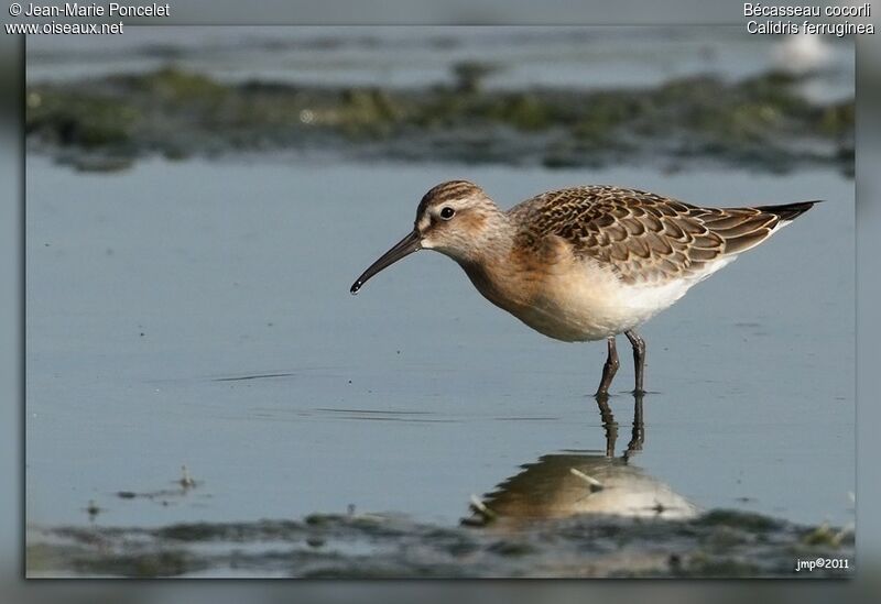 Curlew Sandpiper