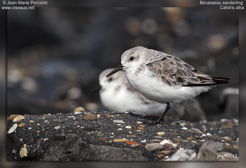 Sanderling