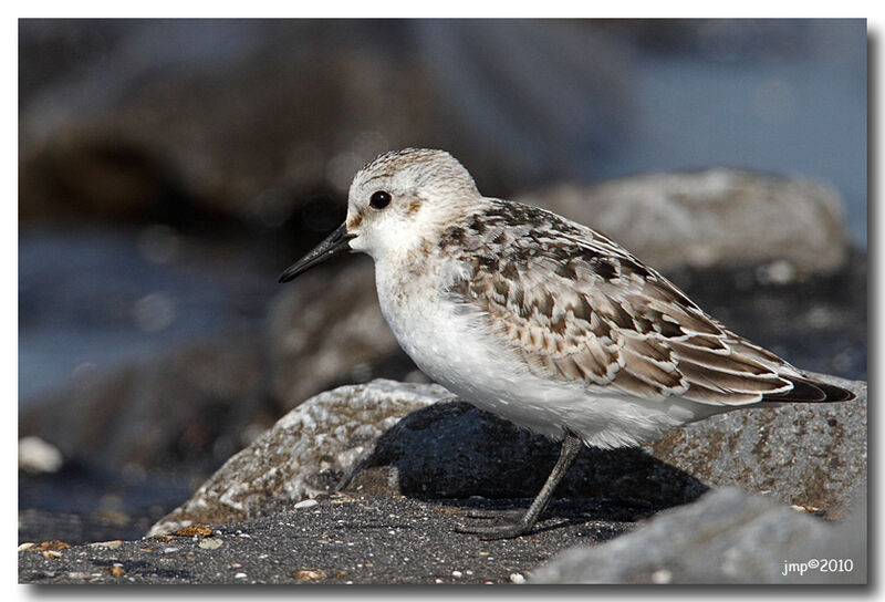 Sanderling