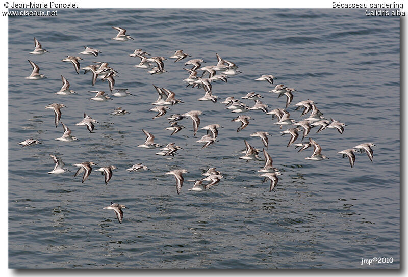 Sanderling