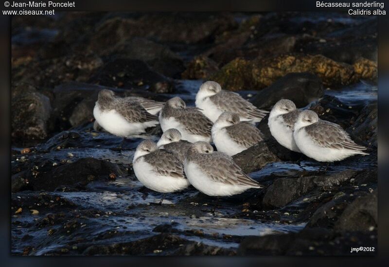 Sanderling