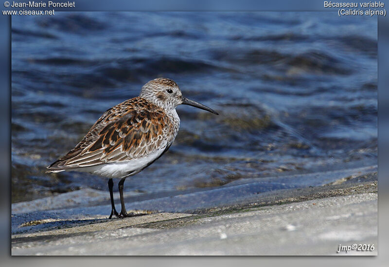 Dunlin