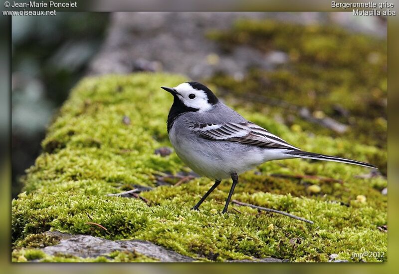 White Wagtail