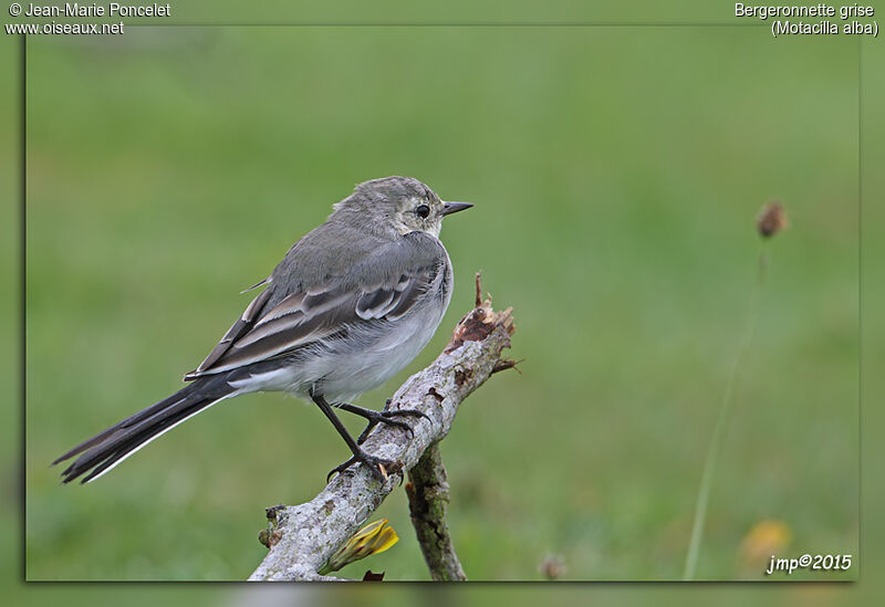 White Wagtail