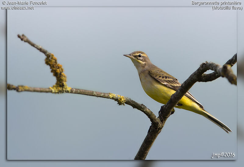 Western Yellow Wagtail