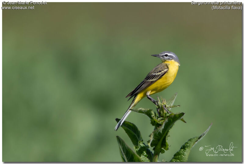 Western Yellow Wagtail