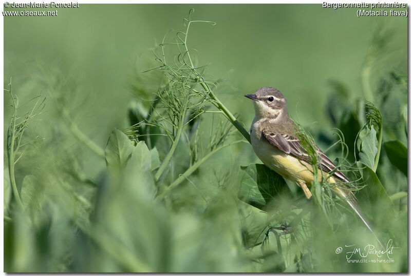 Western Yellow Wagtail