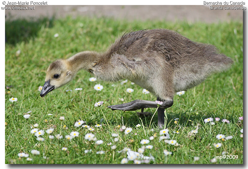 Canada Goosejuvenile