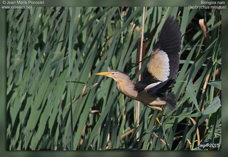 Little Bittern