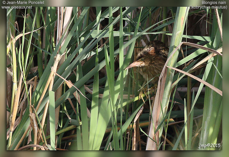 Little Bittern